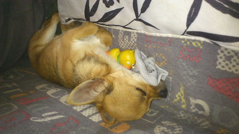 Grosse Pomme