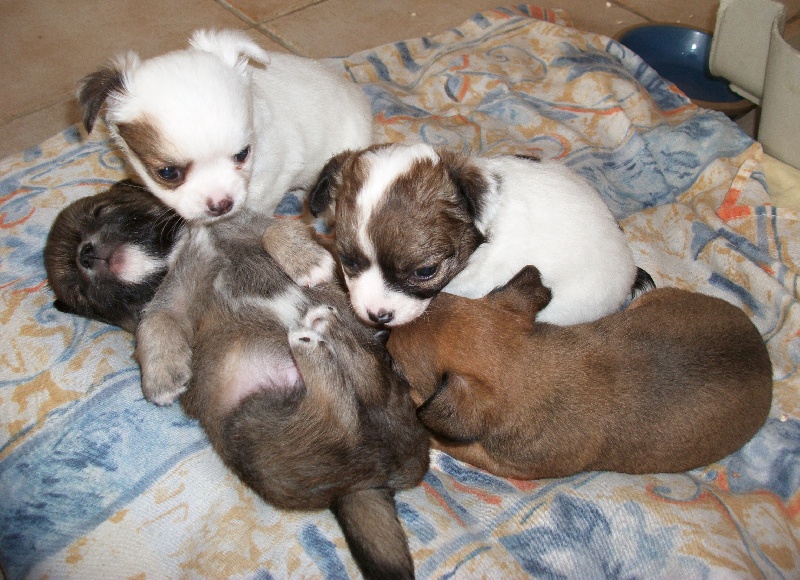 BEBES DE FRISKETTE ET PITCHOU